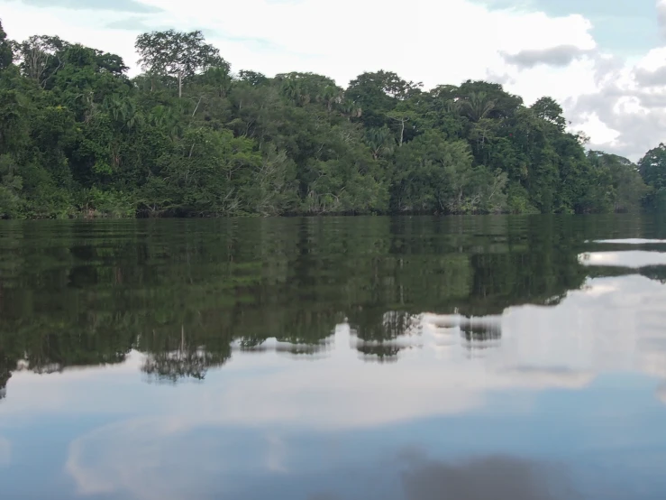 there are trees that can be seen in the water