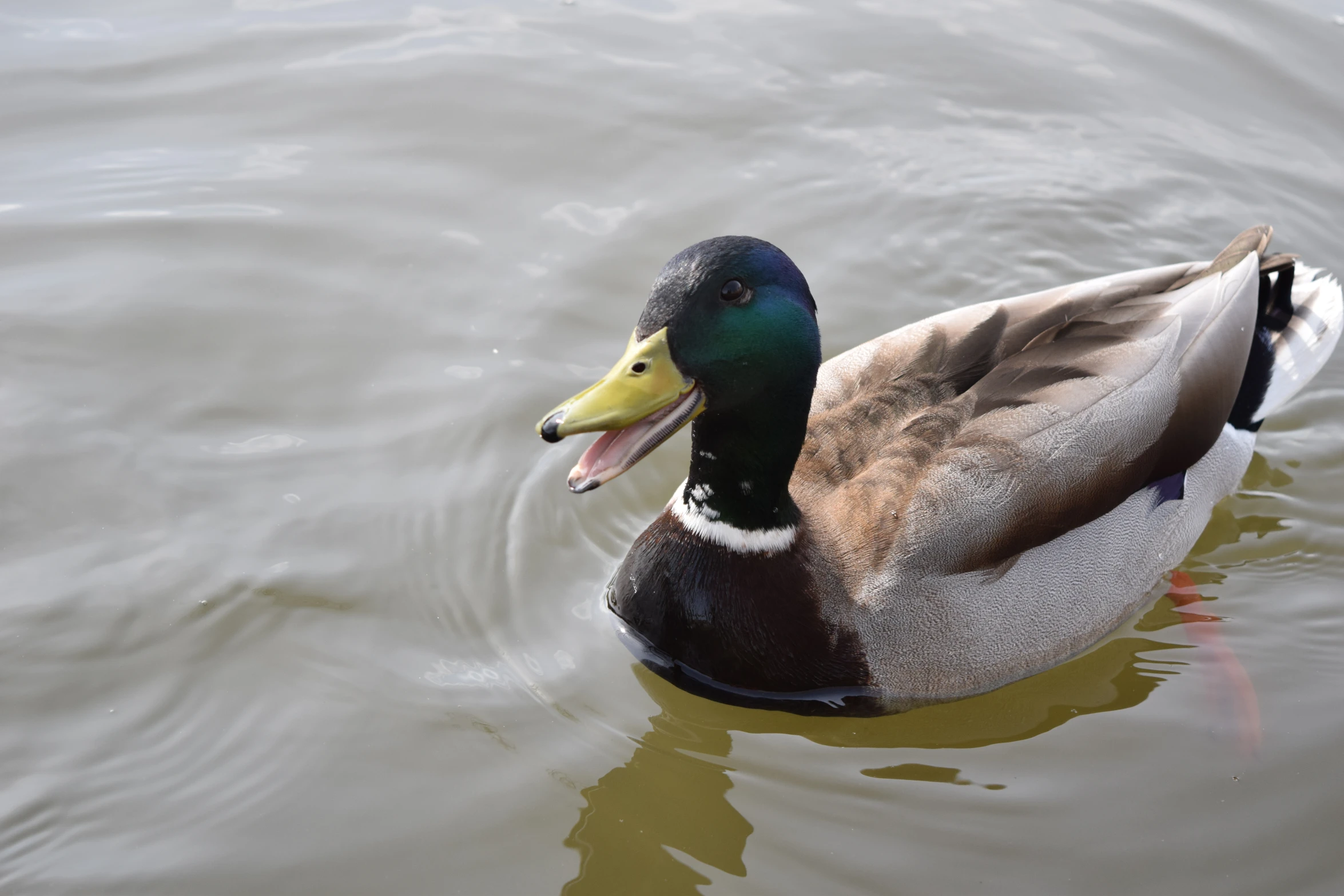 a mallard duck with a yellow beak and a long bill swimming on a pond