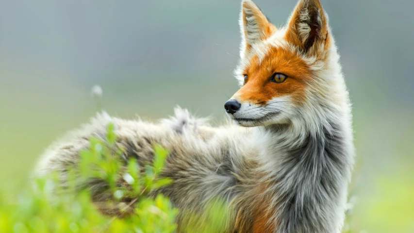 a fox is looking intently into the distance
