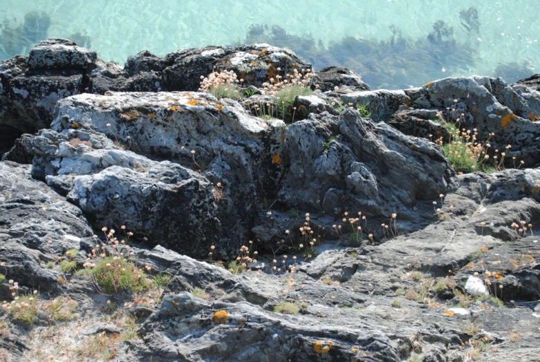 a lone plant grows out of rocks in the water