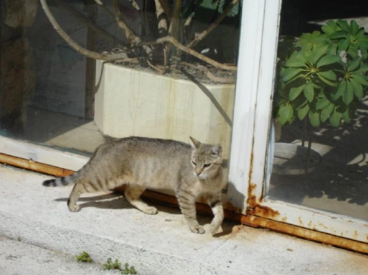 a small grey cat is outside and stepping out the window