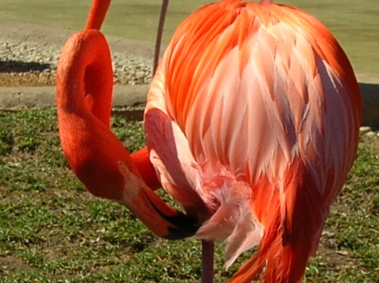 an exotic bird is standing in the grass