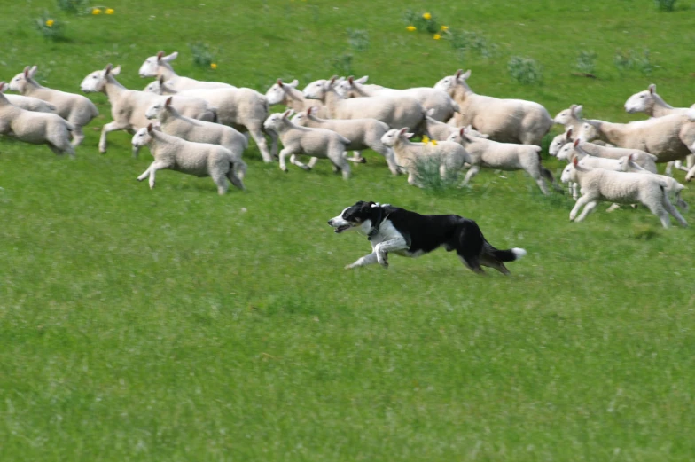 the dog is running by the herd of sheep