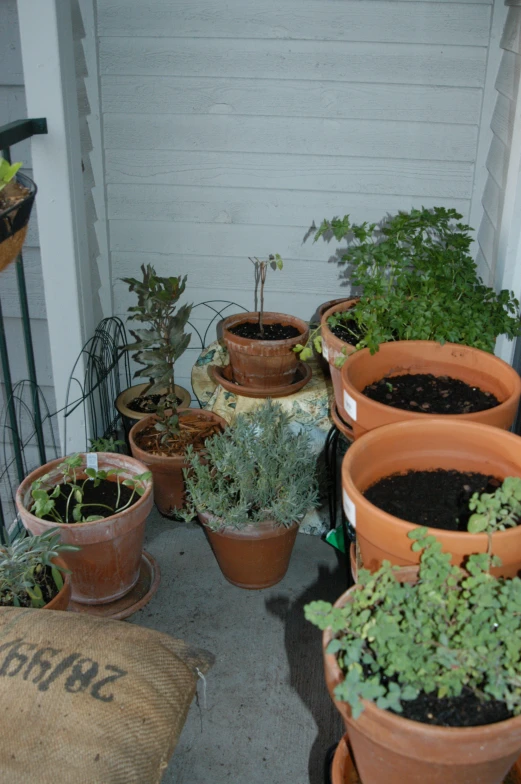 a group of pots filled with different types of plants