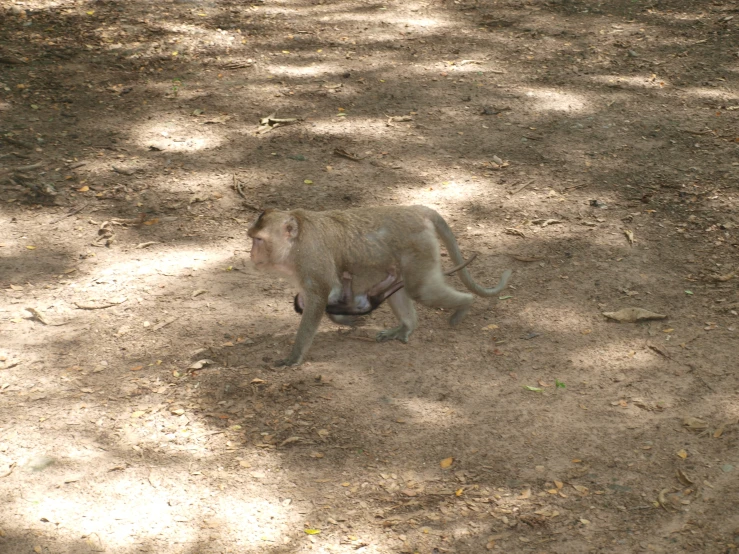 monkey walking on ground next to tree with man looking