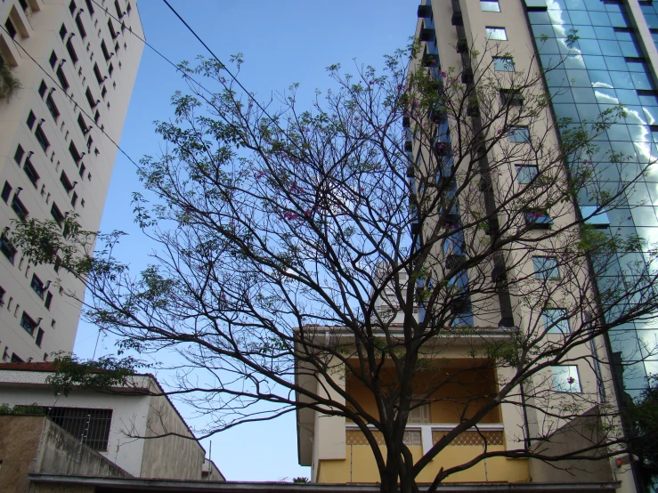 a tree that is next to a very tall building