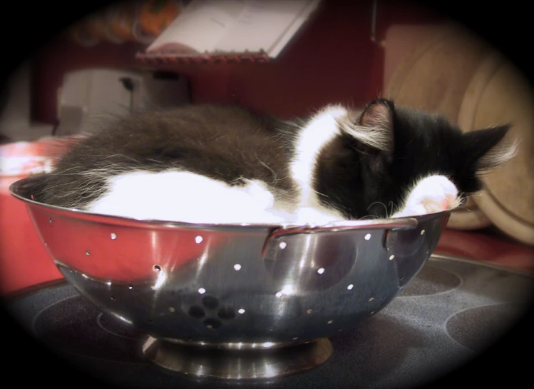 there is a cat that is laying in a colander