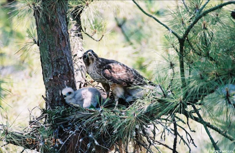 a bird sits on the top of its nest in the woods