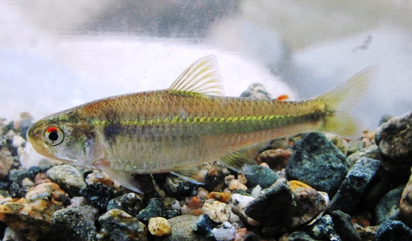 a green and red fish swimming in the water