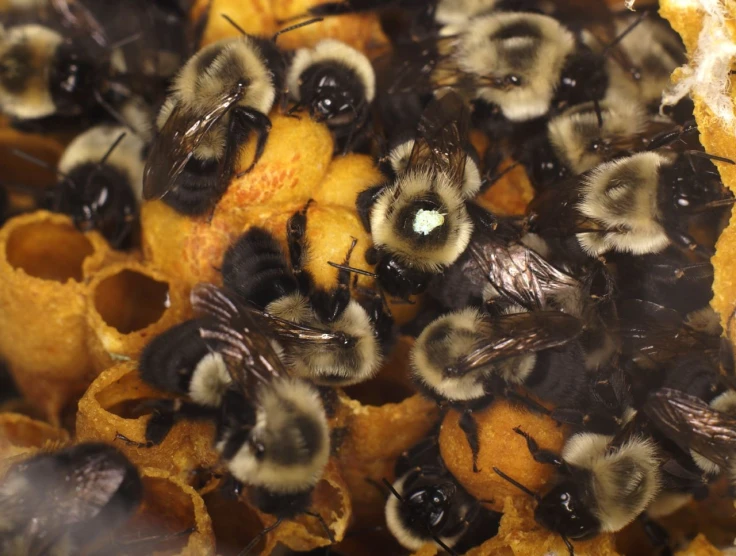 a pile of very large and small bee hives