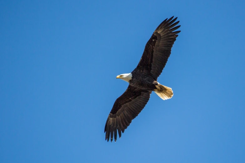 a bald eagle soaring through a clear blue sky