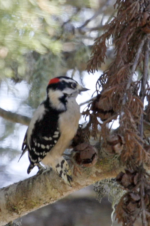 a bird perched on the nch of a pine tree