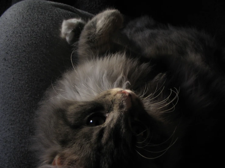 a gray kitten laying in the sunlight with its paws on a chair