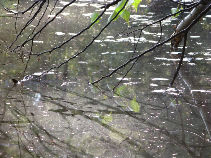 the wet surface of the water with leaves and waterdrops