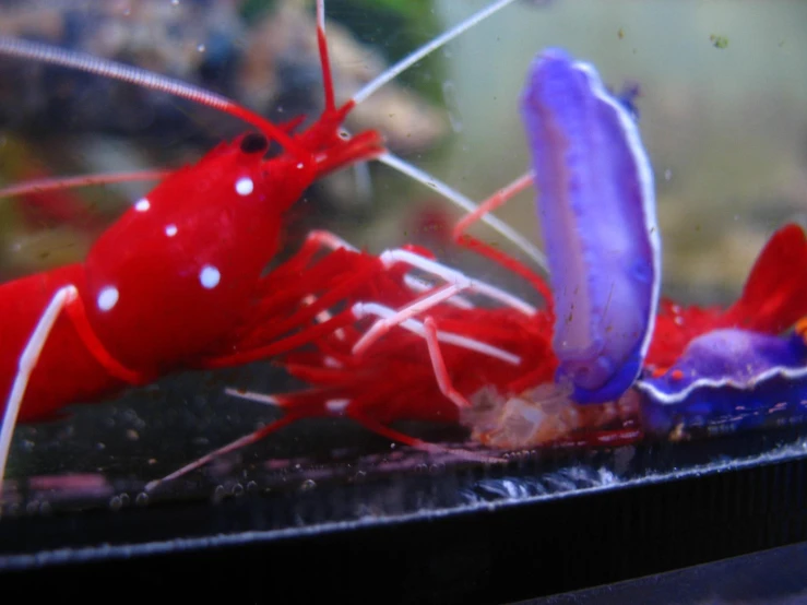 two bright red shrimp inside of an aquarium