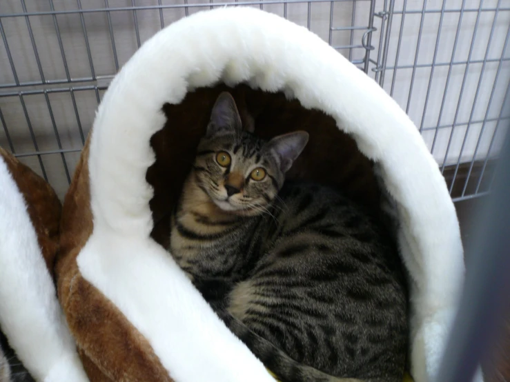 a cat sleeping in his bed with his head on the stuffed animals