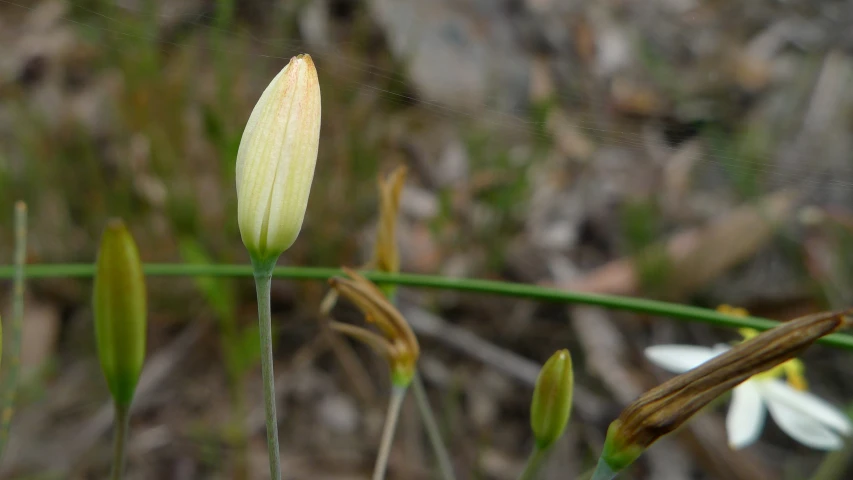 a single flower that is sitting next to the ground