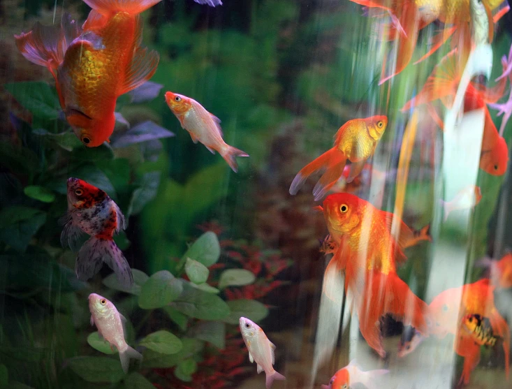 fish swimming in a green aquarium with flowers
