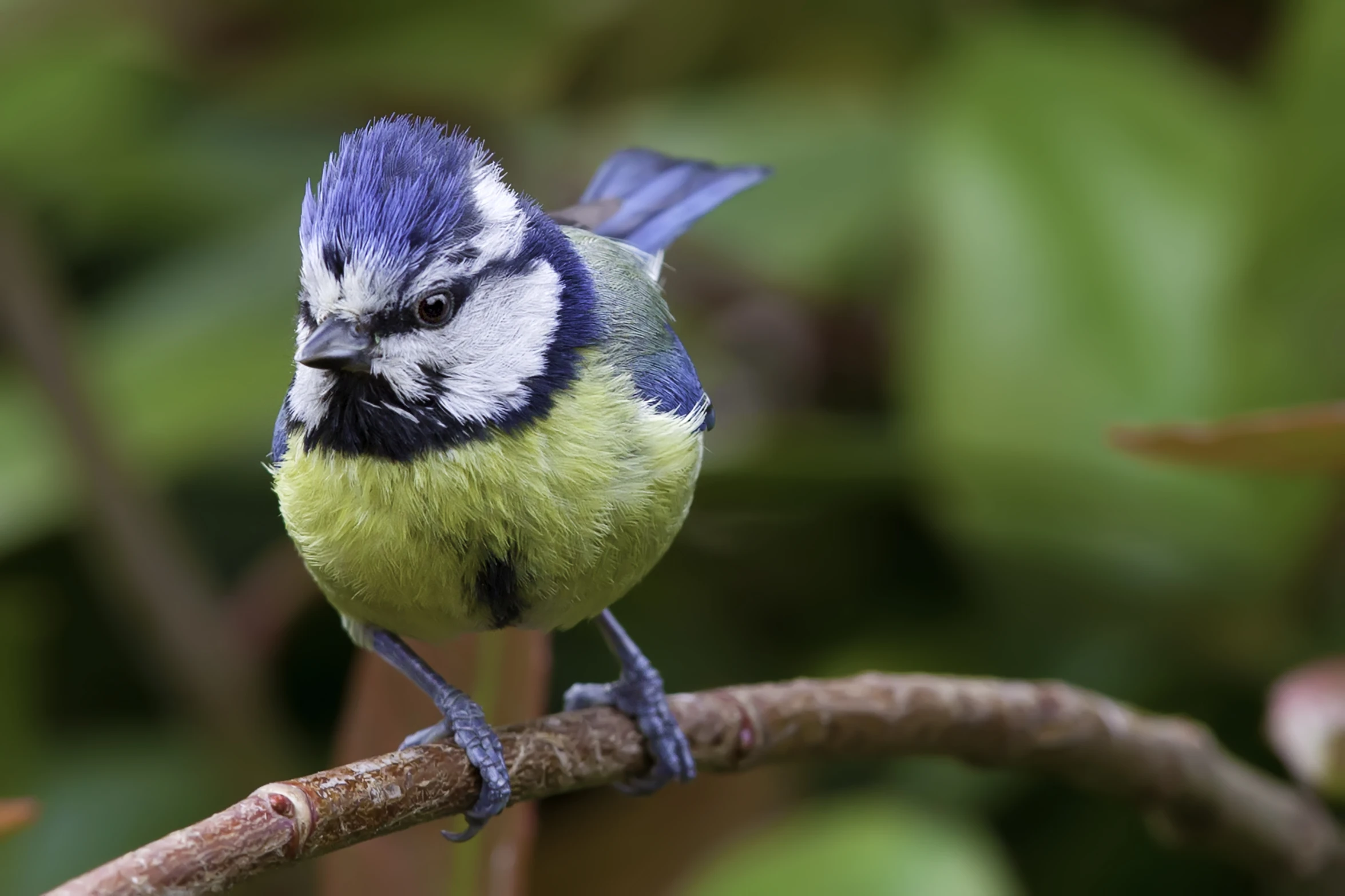 a blue and white bird is perched on a nch