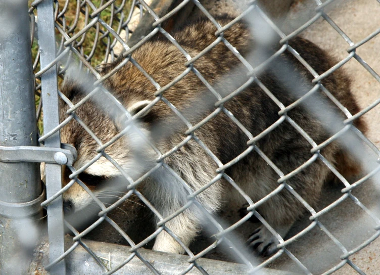 a rac is looking through a metal fence