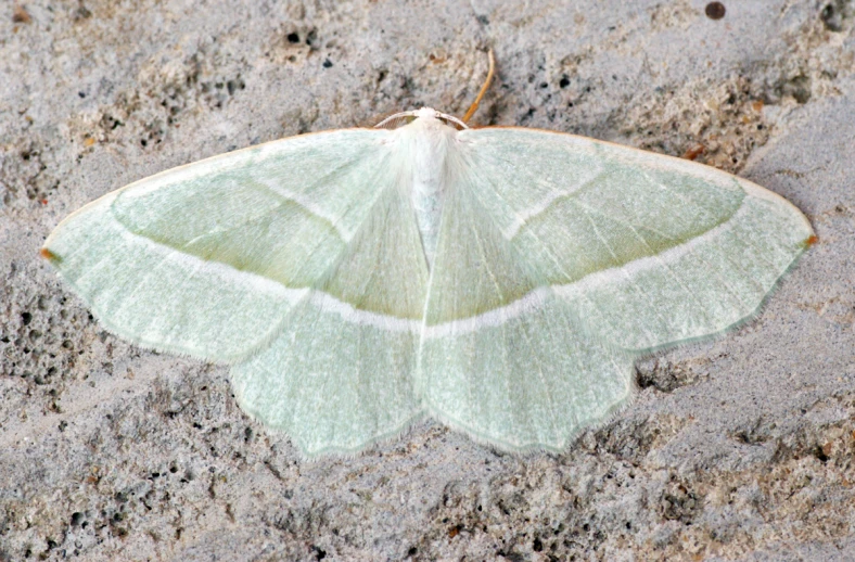 the moth on the sand looks like it is resting