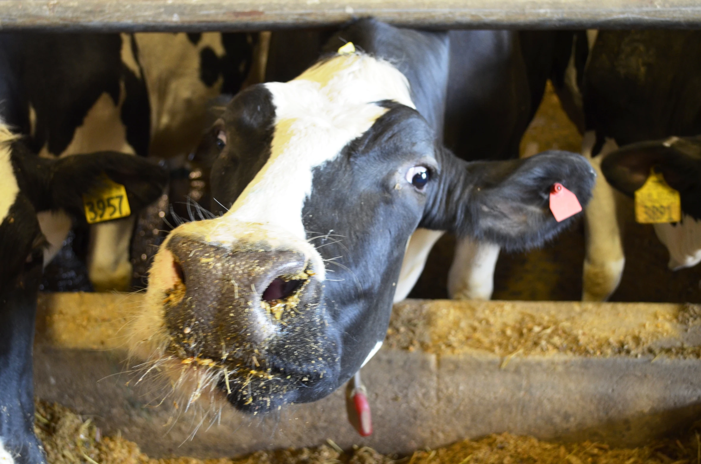 several cows are eating hay from the troughs