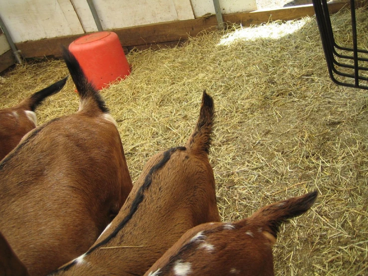 some very pretty brown animals laying down together