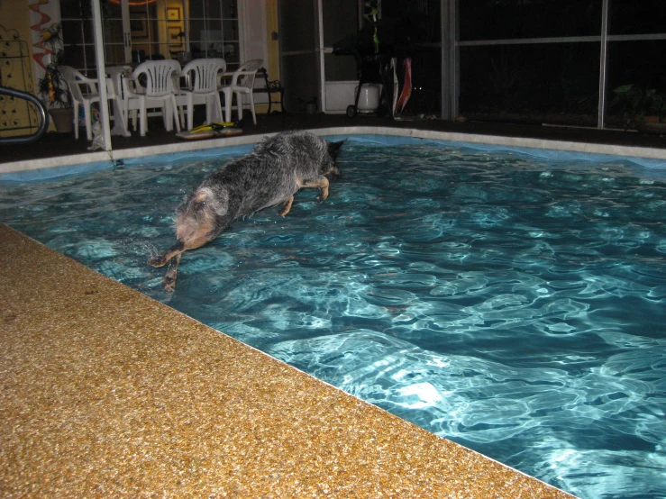 a dog in a blue swimming pool at night