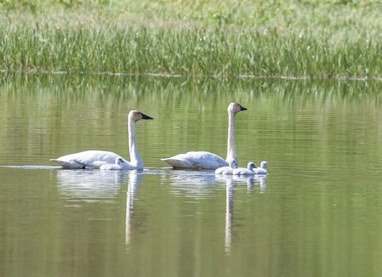 two swans swimming in a body of water