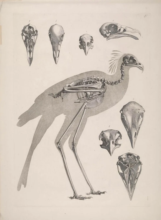 an illustration of a bird with long beaks and other animals