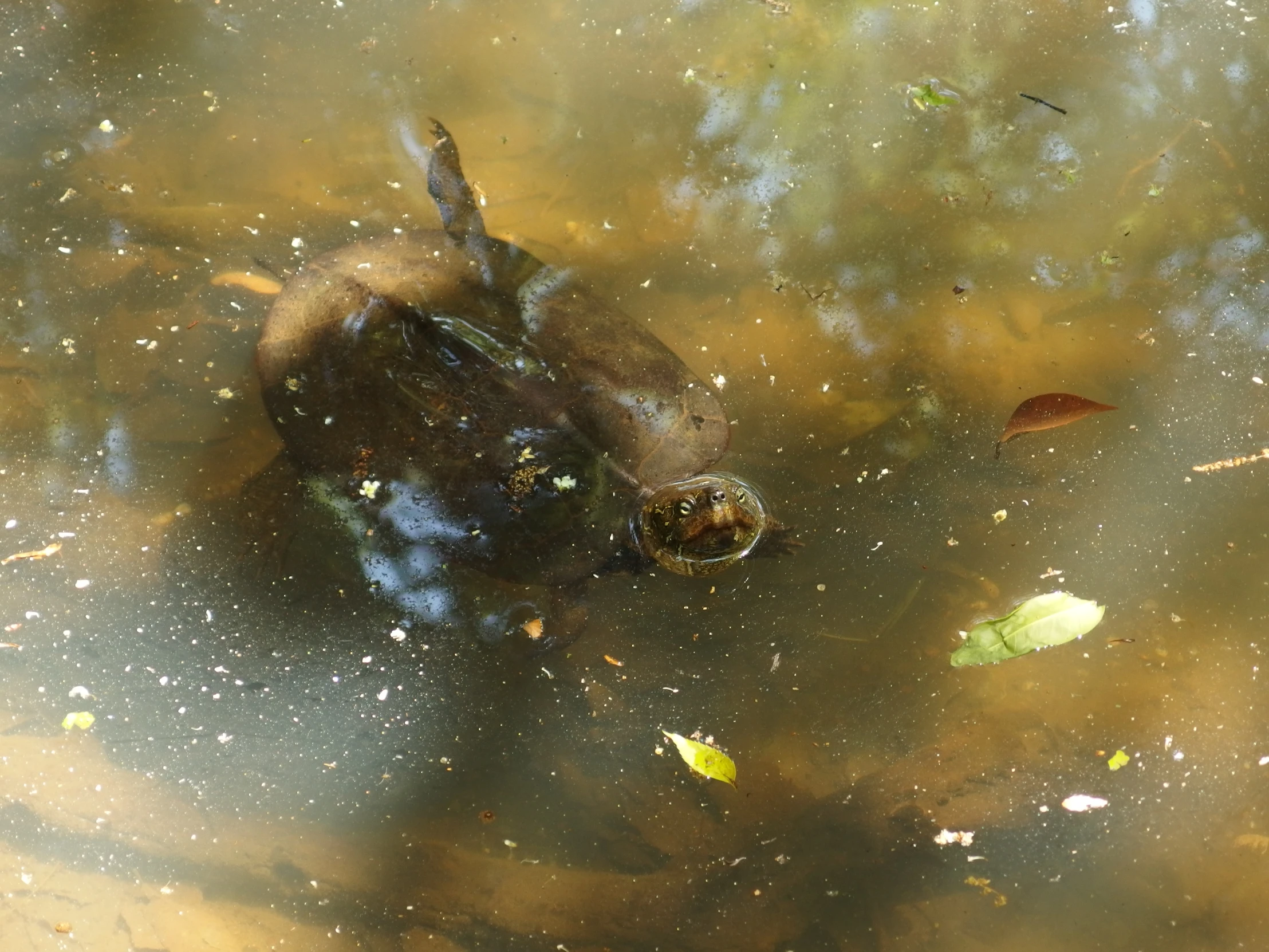 a dead animal floating in the water with leaves