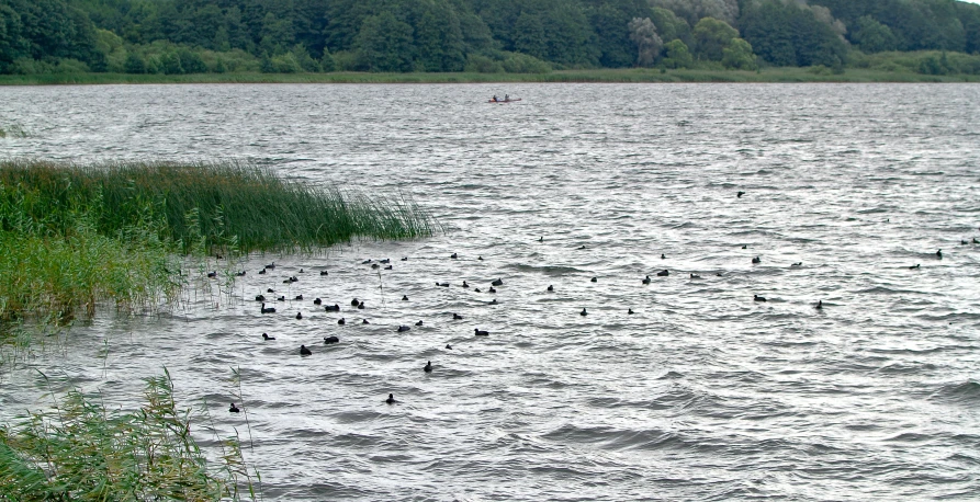 ducks are floating on the water near the shore