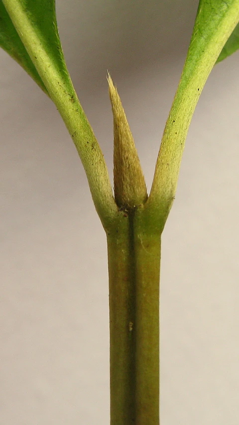 the back side of an image of two flowers in bloom