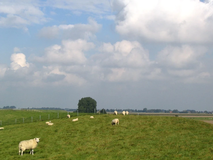 a group of sheep in a green field near an empty road