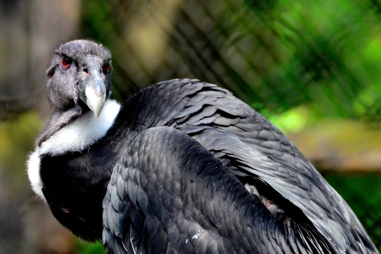 the vulture is sitting outside on the tree stump