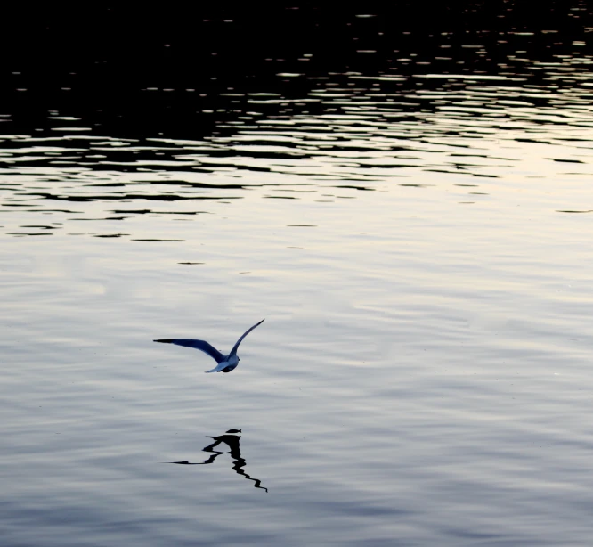 a bird flies over the water while looking for food