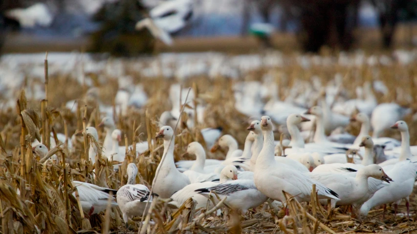 a flock of white ducks standing on top of dry grass