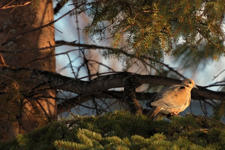 a bird that is sitting on a tree