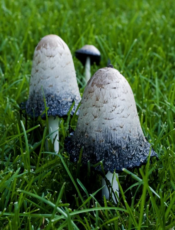 two small mushroom like type of mushroom on the grass