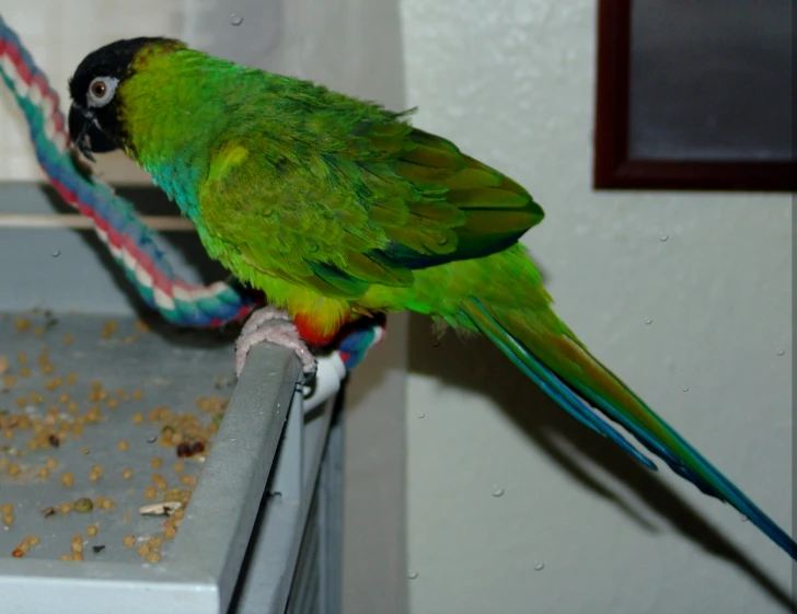 a colorful parrot sitting on a ledge with soing in its mouth