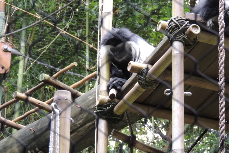 a black and white monkey sitting on top of a wooden slide