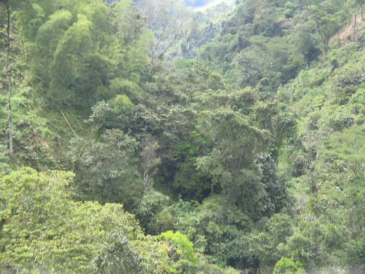 the animals graze on a lush, green forest