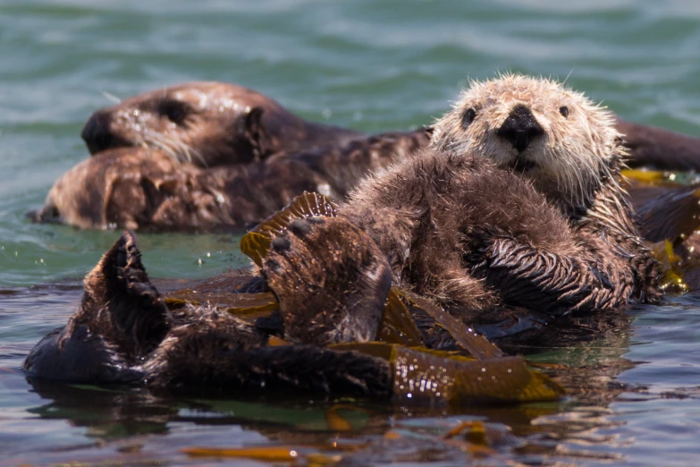 sea otters in the water with yellow sticks