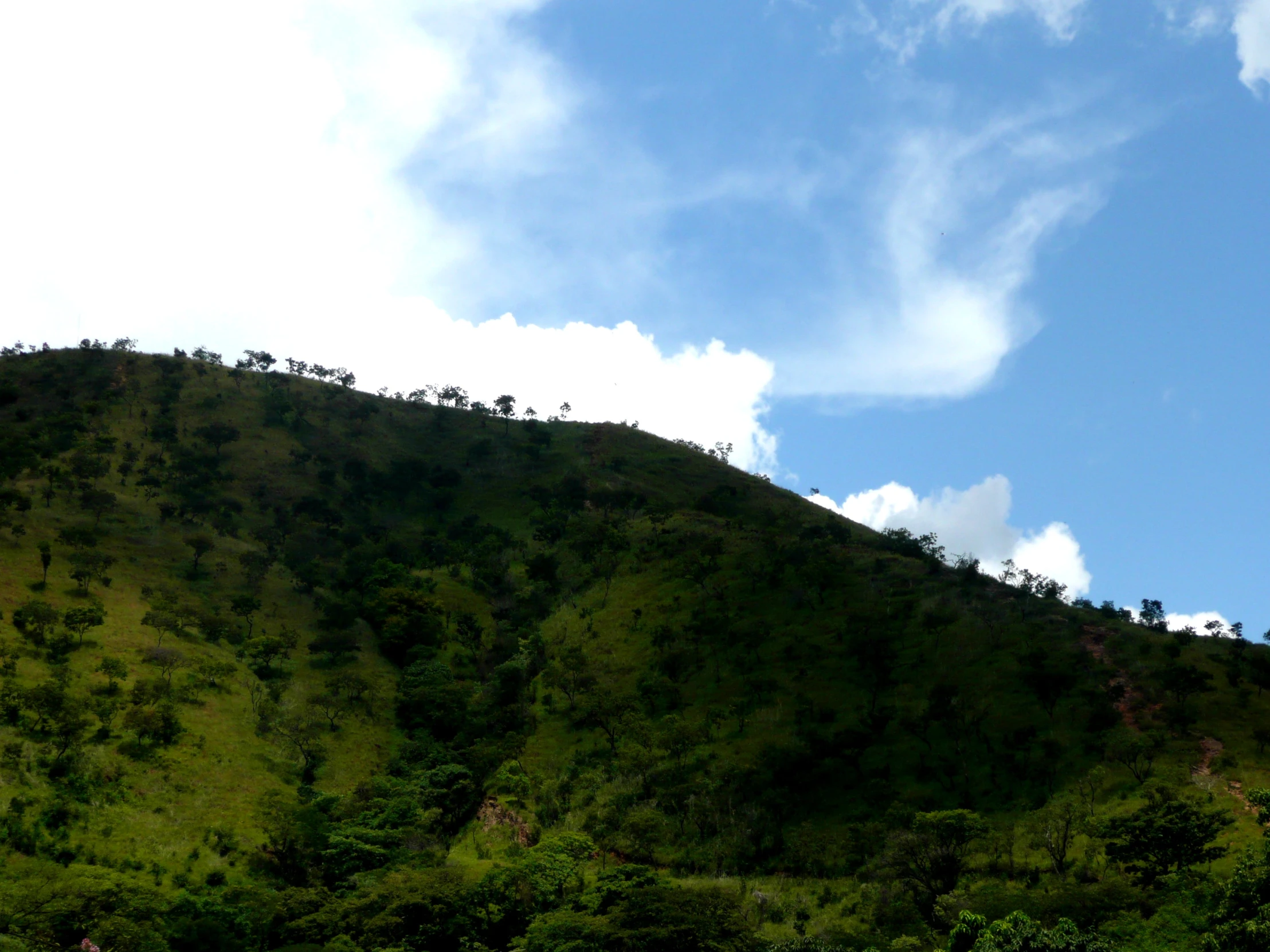 some bushes and trees near a hill under a blue sky