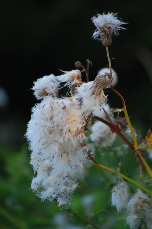 an extreme close up of a flower with multiple fuzzy petals