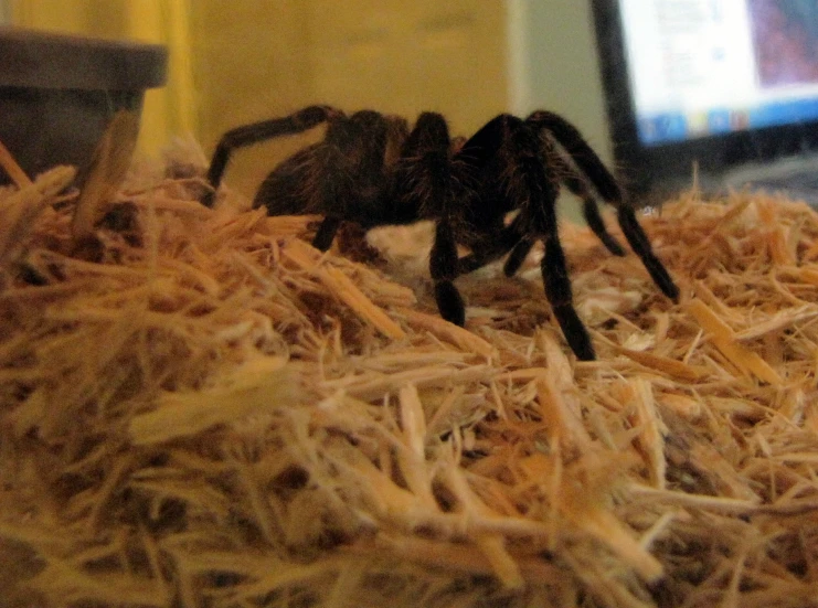 a large spider is walking through some hay