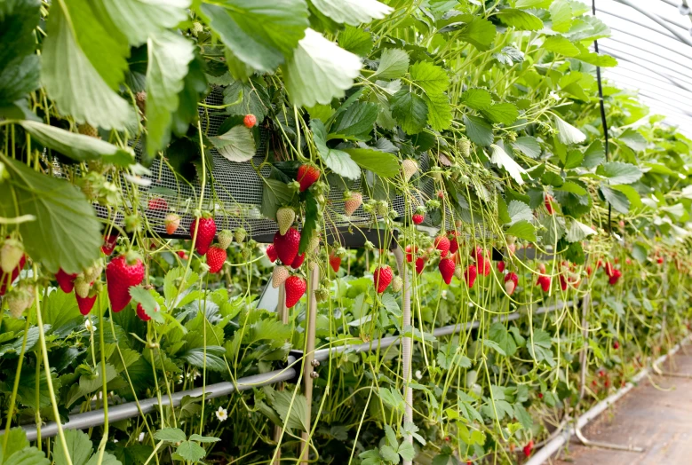 a group of strawberries growing in plants in a greenhouse