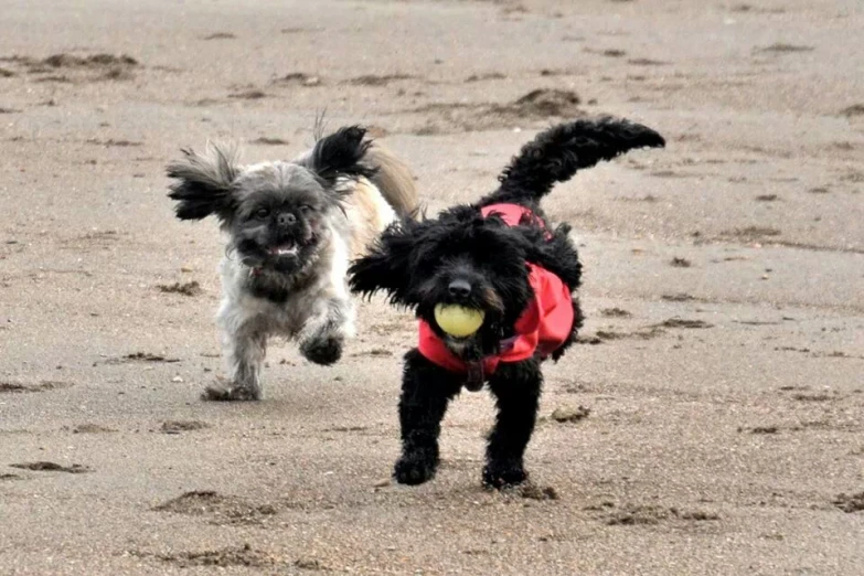 two dogs that are running across a sand beach