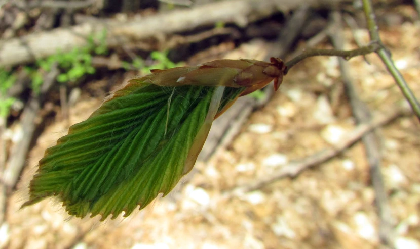 a small nch with a single leaf resting