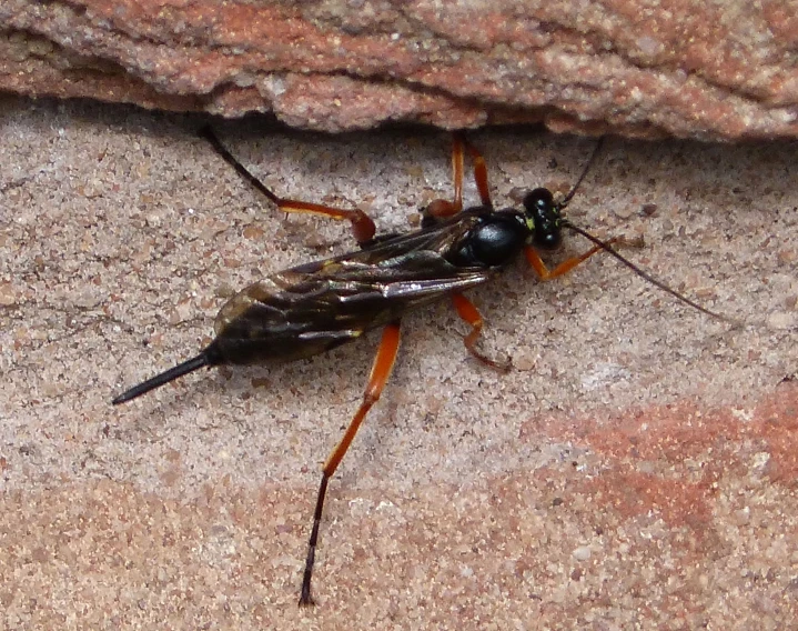 a small insect on a wall, it is brown